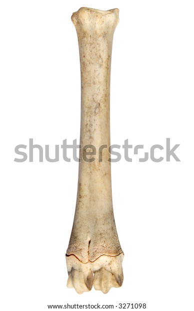 Leg Bone Sheep Stock Photo (Edit Now) 3271098