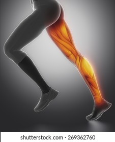 Leg Anatomy Stock Images, Royalty-Free Images & Vectors | Shutterstock