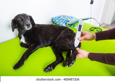 174 Dogs acupuncture Images, Stock Photos & Vectors | Shutterstock