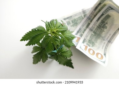 The legality of cannabis, legal and illegal in the world. Marijuana cannabis business concept. Medical marijuana stock market concept. Dollar THC CBD Cannabis Marijuana. One hundred dollar bills. 