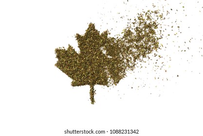 Legalization of marijuana for recreational use in Canada. Dry weed laid out in the shape of the maple leaf, part of the herb spilled over the white background. The minimalist symbol of legal pot laws.