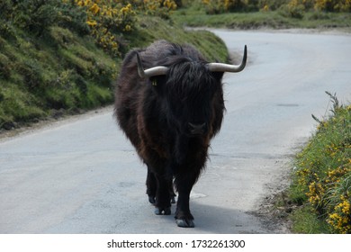 Legendary Dartmoor Moorland Cattle Blocking Road Traffic On Bodmin Moor. 