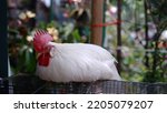 Leghorn chicken. Sleeping longhorn chiken is a breed of chicken originating in Tuscany, in central Italy. Birds were first exported to North America in 1828 from the Tuscan port city of Livorno