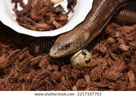 legless lizard caring for its eggs