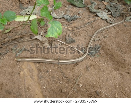Legless Lizard on Sandy Soil in Paraguay – Reptile Macro Photography