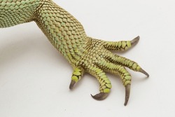 Legs Big Green Iguana Lizard Isolated On A White Background