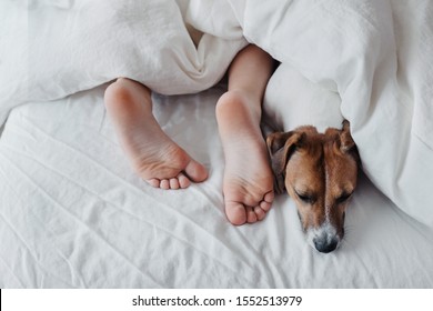 Legs of a child under a white blanket next to a cute dog Jack Russell Terrier.