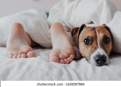Legs of a child under a white blanket next to a cute dog Jack Russell Terrier. Selective focus.