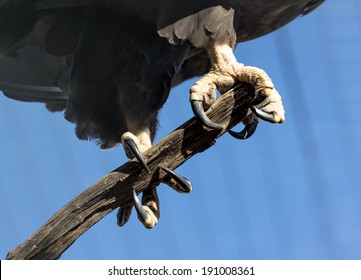 Legs And Claws Of An Eagle Sitting On A Branch