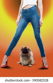 Legs Girl Dressed In Jeans. Pekingese, Also Known As The Lion Dog, Beijing Lion Dog, Pelchie Dog Or PEKE