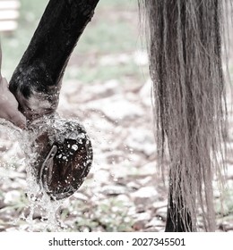 Legs of gray sport horse during washing. Horseshoe