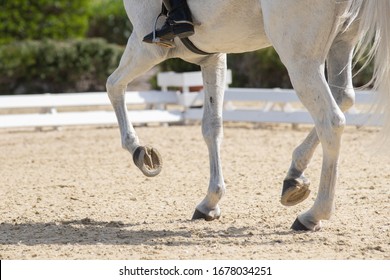 Legs and hoofs of a mare in a dressage grand prix test doing piaffe