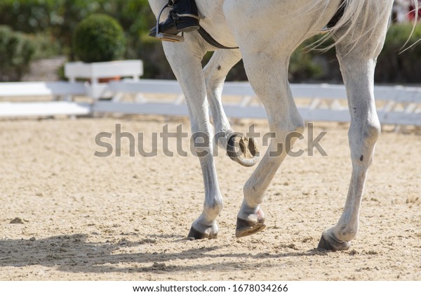 Legs and hoofs of a mare in a dressage grand prix\
test doing piaffe