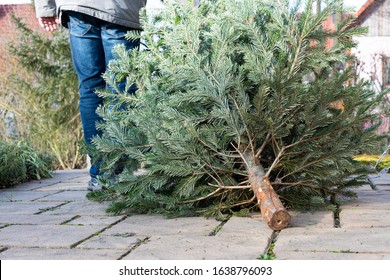 The Legs Of A Man Pulling The Old Christmas Tree Away
