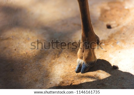 Legs of a mountain goat. Hooves of a goat. Wild goat hoof
