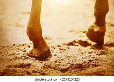 The legs of a sorrel horse, stepping with unshod hooves on the sand, illuminated by rays of bright sunlight. Equestrian sports. - Shutterstock ID 2193104223