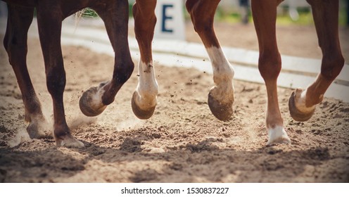 The legs of two horses galloping together across a sandy arena that perform in dressage competitions. - Shutterstock ID 1530837227