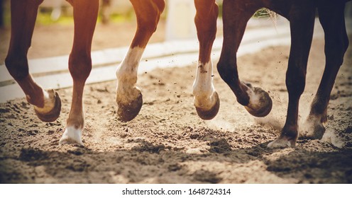 The legs of two strong racehorses galloping across the sandy arena, their unshod hooves kicking up dust, lit in the sunlight. - Shutterstock ID 1648724314