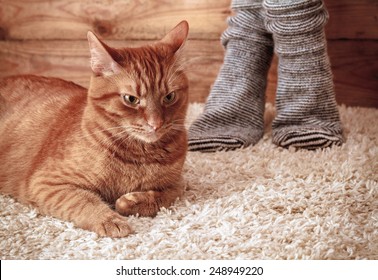 Legs of a woman in gray socks and ginger cat on the carpet on the wooden background. vintage toning