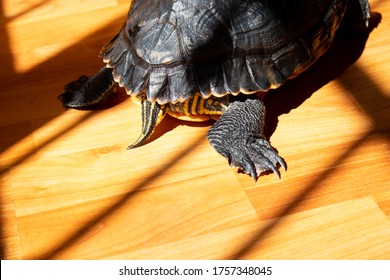 Turtle Leg Images Stock Photos Vectors Shutterstock