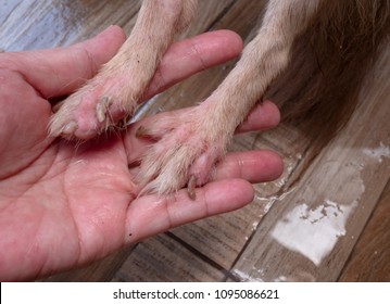 Legs's Chihuahua Dog With Demodicosis, Allergy Dog Skin 