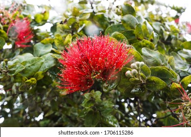 Lehua の画像 写真素材 ベクター画像 Shutterstock