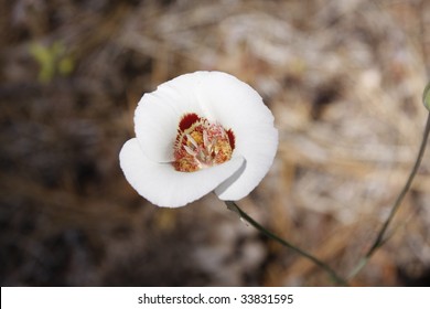 Leichtlin's Mariposa Lilly