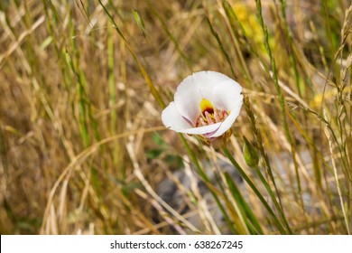 Leichtlin's Mariposa Lilly Blooming In Tall Grass, California