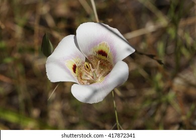 Leichtlin's Mariposa Lilly, California