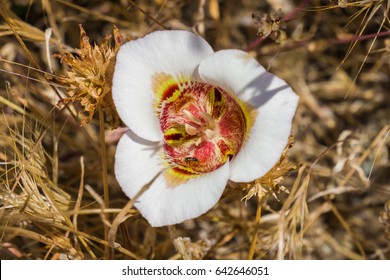 Leichtlin's Mariposa Lilly, View From Above, California