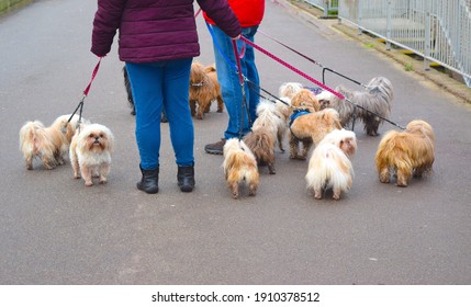 Leigh On Sea, UK December 2020: People Are Walking With Lots Of Small Funny Looking Dogs On Seafront Promenade.