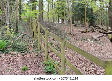 Leigh Woods National Nature Reserve, Bristol, UK