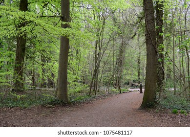 Leigh Woods National Nature Reserve, Bristol, UK