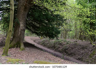 Leigh Woods National Nature Reserve, Bristol, UK