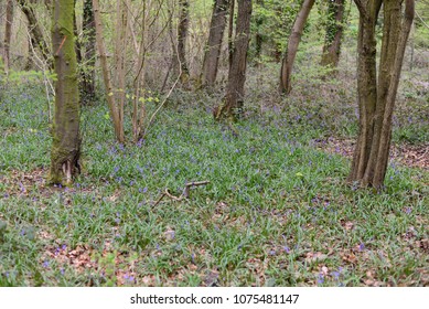 Leigh Woods National Nature Reserve, Bristol, UK