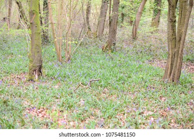 Leigh Woods National Nature Reserve, Bristol, UK