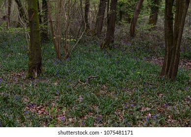 Leigh Woods National Nature Reserve, Bristol, UK