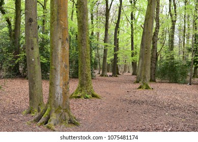 Leigh Woods National Nature Reserve, Bristol, UK