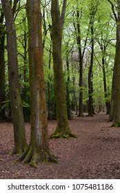 Leigh Woods National Nature Reserve, Bristol, UK