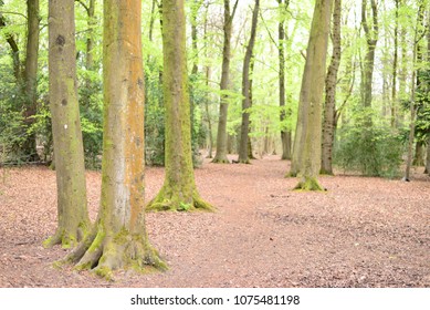 Leigh Woods National Nature Reserve, Bristol, UK