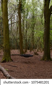 Leigh Woods National Nature Reserve, Bristol, UK