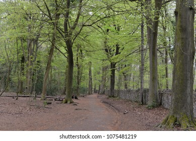 Leigh Woods National Nature Reserve, Bristol, UK