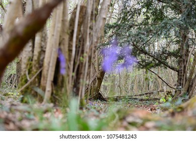 Leigh Woods National Nature Reserve, Bristol, UK