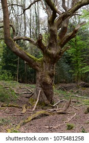 Leigh Woods National Nature Reserve, Bristol, UK