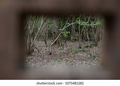 Leigh Woods National Nature Reserve, Bristol, UK