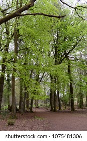 Leigh Woods National Nature Reserve, Bristol, UK