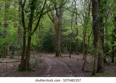 Leigh Woods National Nature Reserve, Bristol, UK