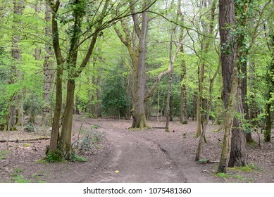 Leigh Woods National Nature Reserve, Bristol, UK