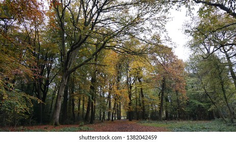 Leigh Woods National Nature Reserve In The Autumn, Bristol, UK