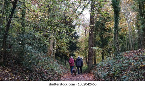 Leigh Woods National Nature Reserve In The Autumn, Bristol, UK